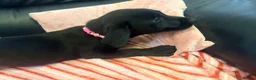 Labrador Retriever dogs for sale: Kc registered Labrador puppies - Advert 9