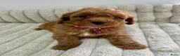 Cockapoo dogs for sale: Deep Red Cockapoo Puppies - Advert 9
