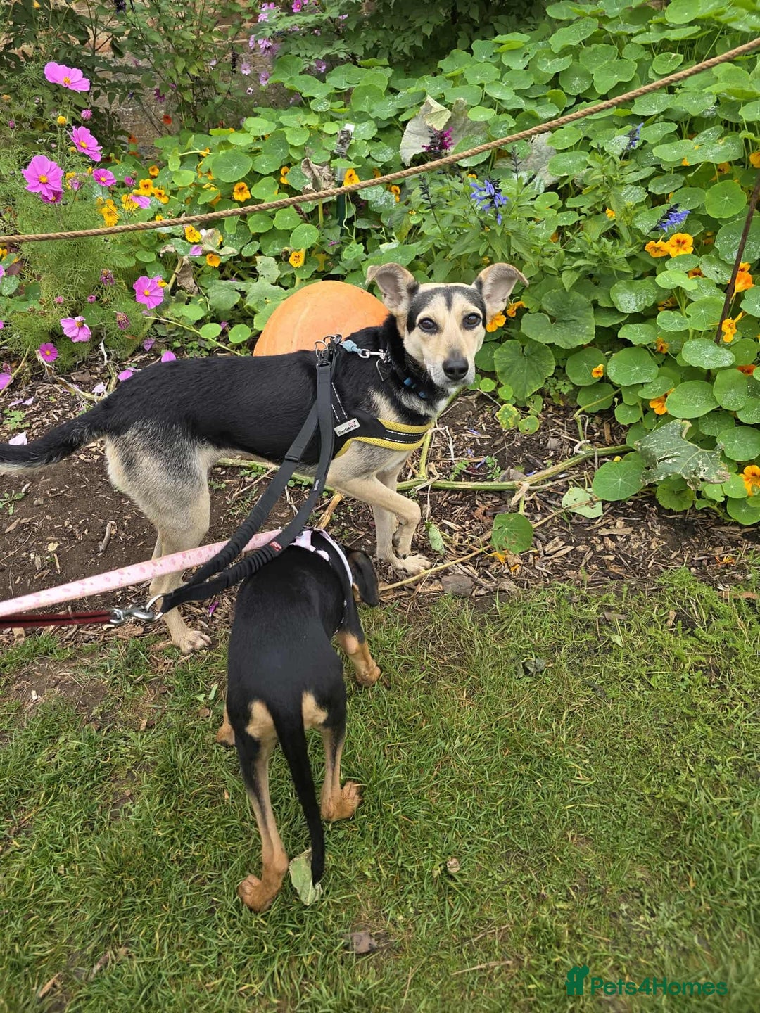 Mixed Breed dogs for adoption: Rosie Bud adorable puppy - Image 12