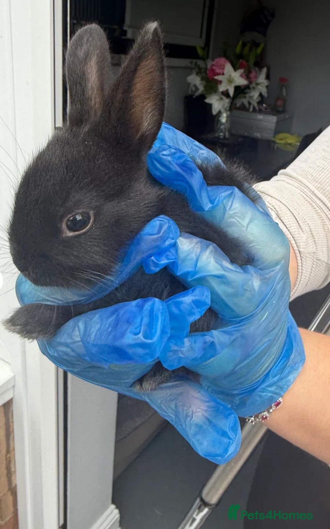 Mini Lop rabbits for sale: New baby mini lops  - Image 3
