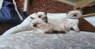 Ragdoll cats - Advert 9