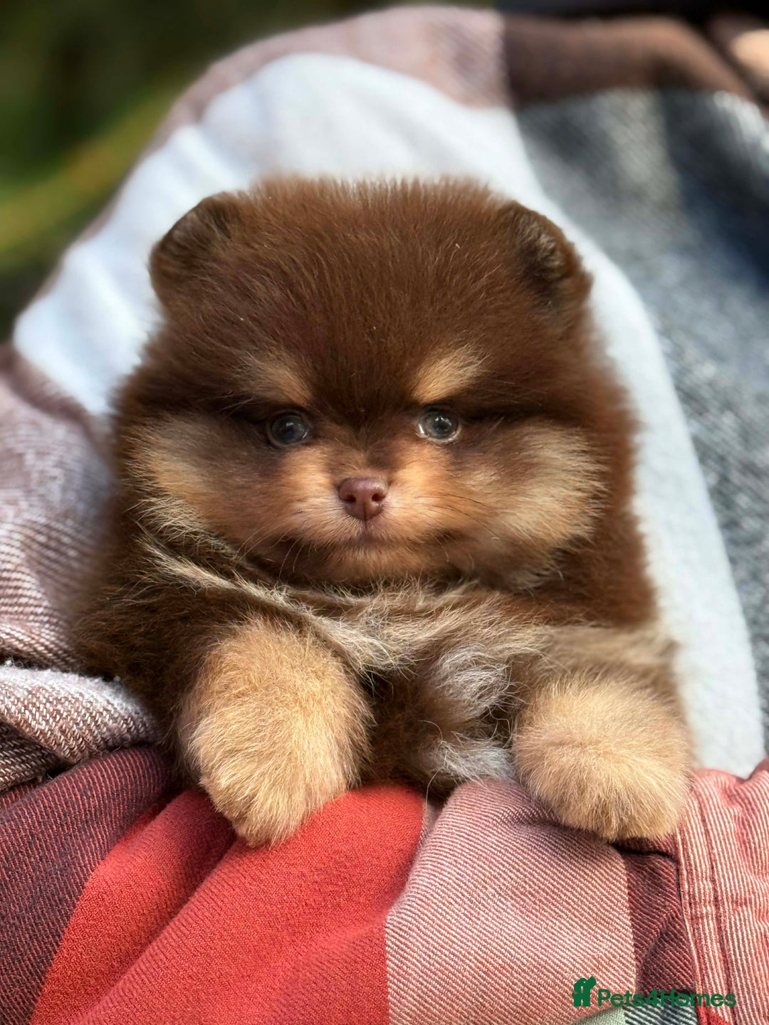 Pomeranian dogs for stud: Top quality proven Pomeranian stud  - Advert 14