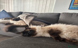 Ragdoll cats for sale: 2 Ragdolls (very close brothers) for adoption - Image 3