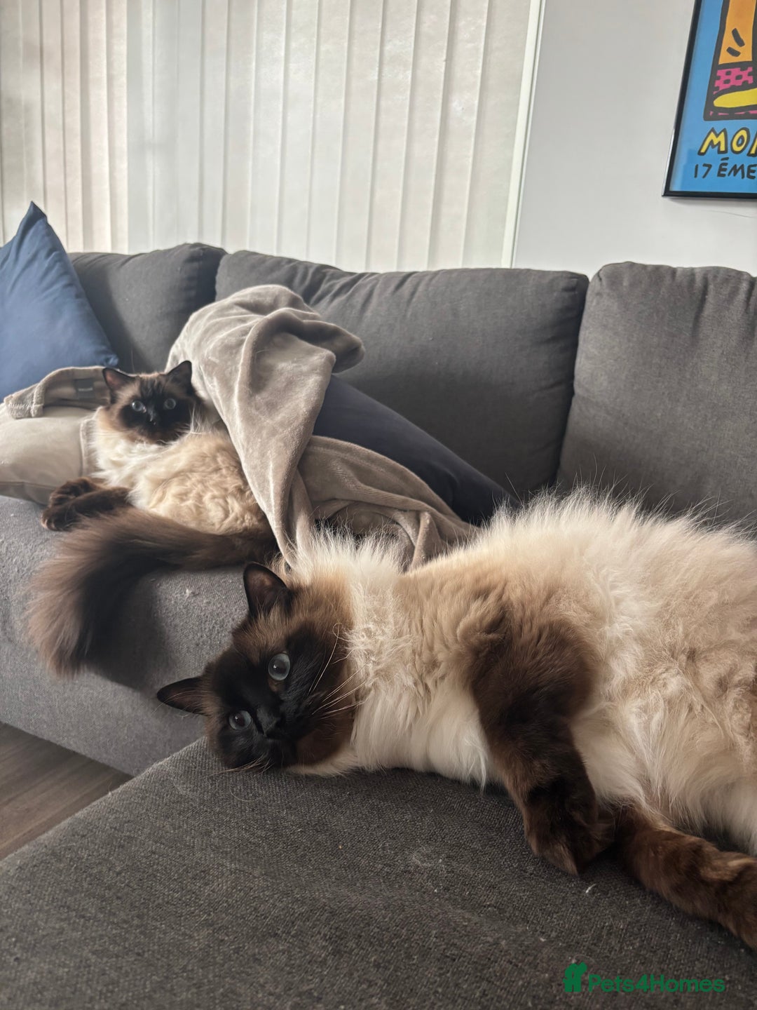 Ragdoll cats for sale: 2 Ragdolls (very close brothers) for adoption - Image 3