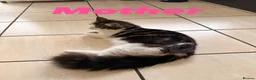 Norwegian Forest Cat cats for sale: Norwegian Forest Kittens - Advert 8