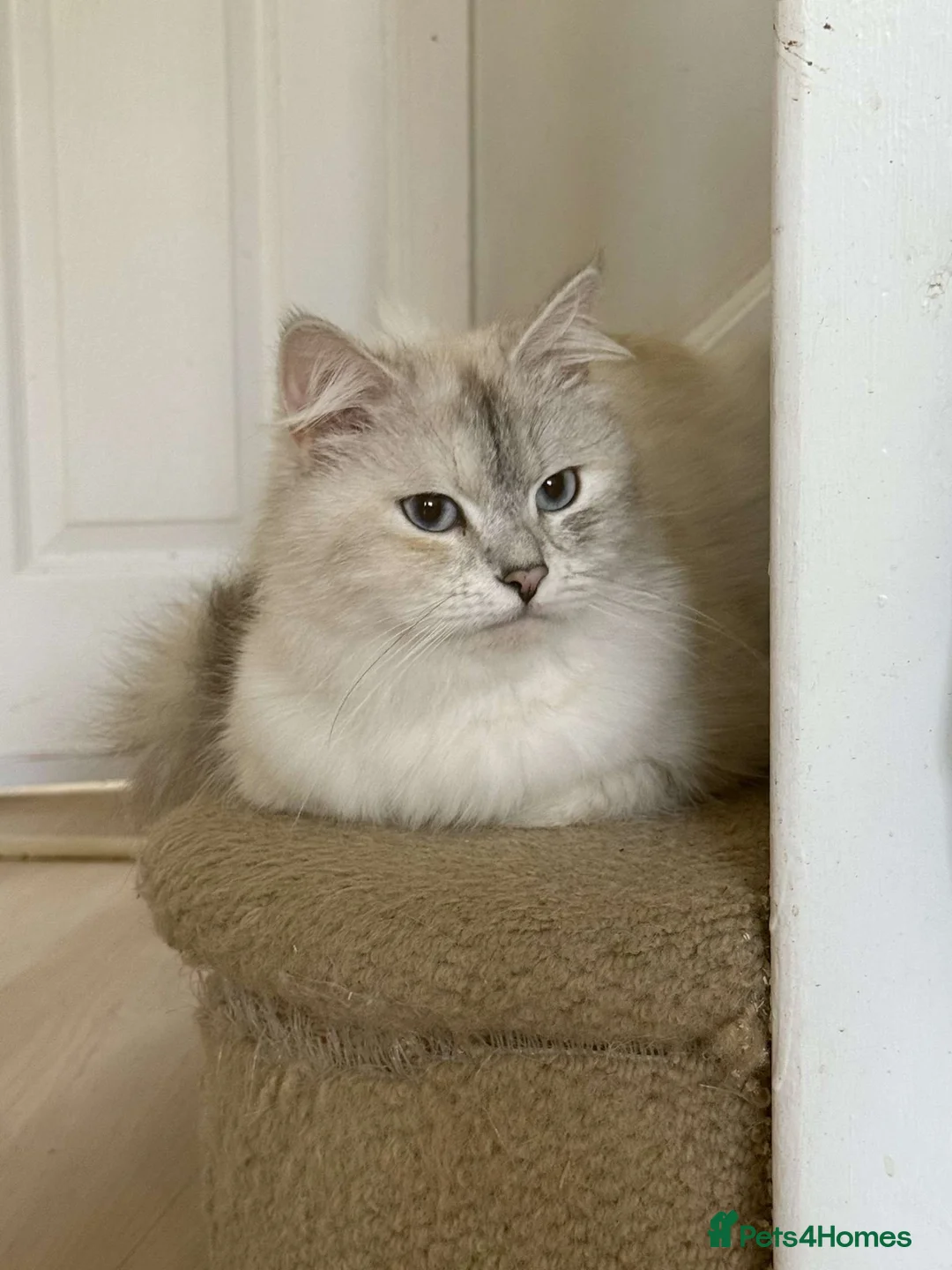 Mixed Breed cats for sale: Gorgeous Long Haired Siberian Cross Kittens  - Advert 13