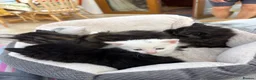 Mixed Breed cats for sale: Fluffy kittens looking for forever home - Advert 4
