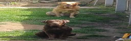 Labrador Retriever dogs for sale: Beautiful Labrador Puppies - Advert 2