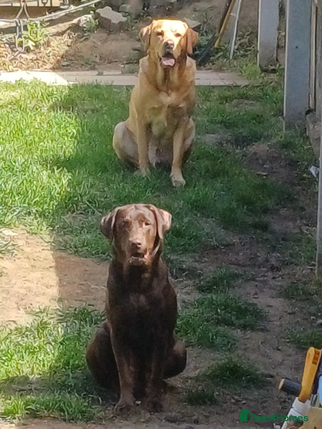 Labrador Retriever dogs for sale: Beautiful Labrador Puppies - Advert 2