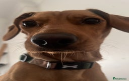 Mixed Breed dogs for sale: Hungarian Vizsla Mix - Image 9