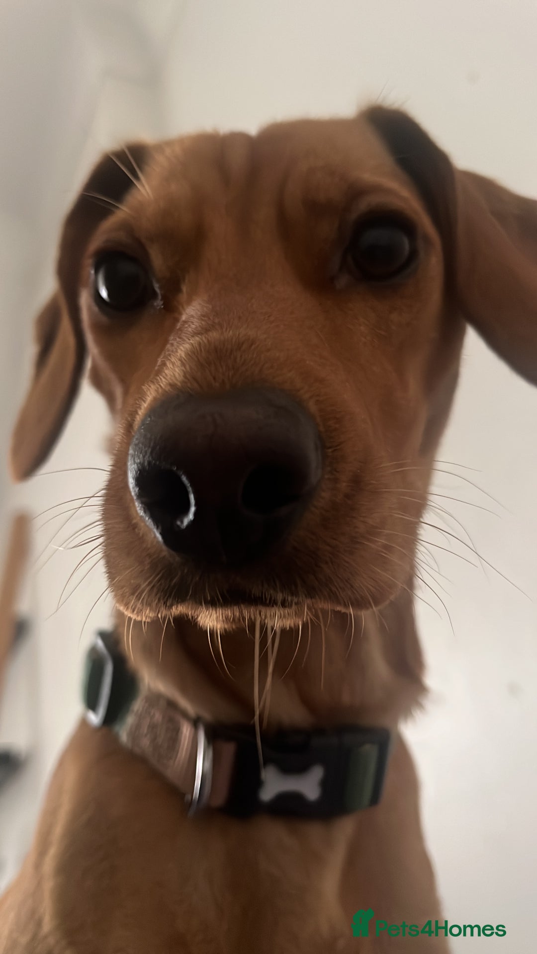 Mixed Breed dogs for sale: Hungarian Vizsla Mix - Image 9