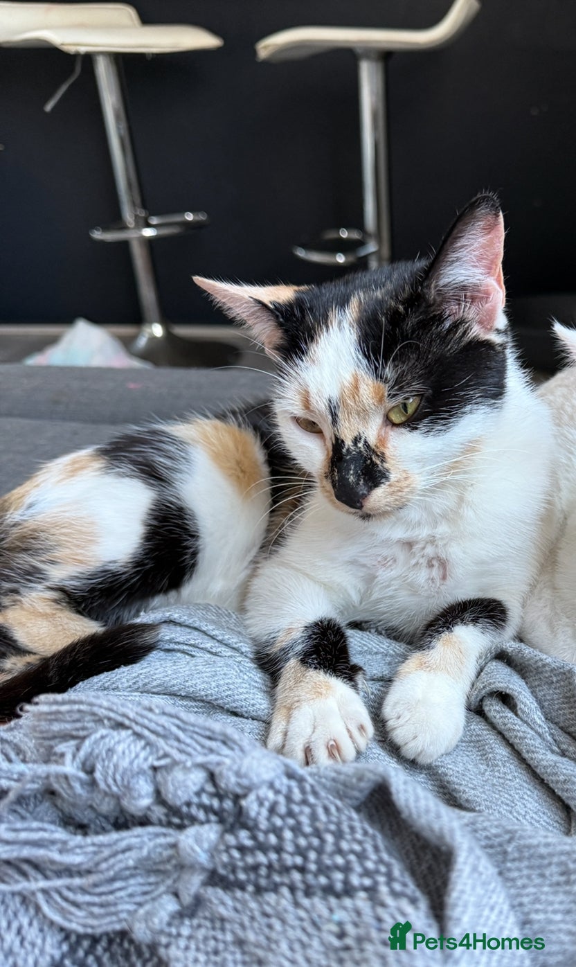 Domestic Shorthair cats Beautiful kittens available  - Advert 4