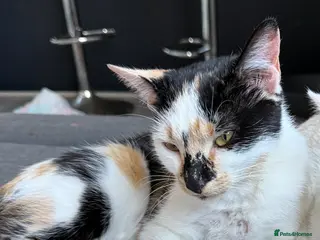 Domestic Shorthair cats Beautiful kittens *ALL PENDING HOMES* - Advert 3