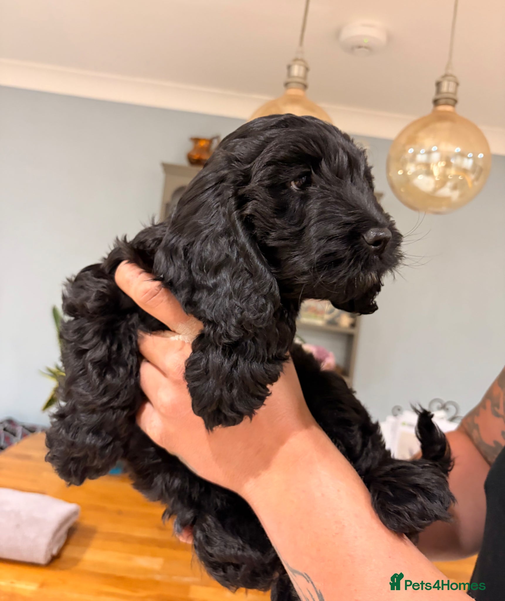 Cockapoo dogs Beautiful Female Cockerpoo Puppy  - Advert 17