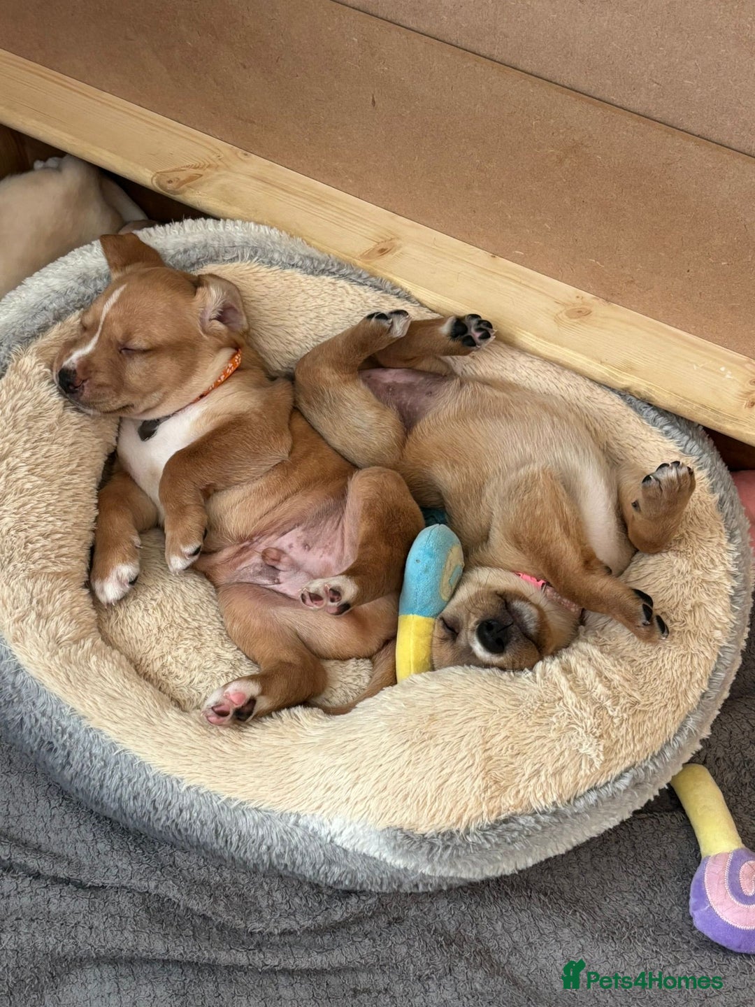 Mixed Breed dogs for sale: Gorgeous pups for sale - Image 12