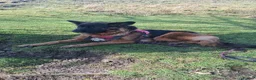German Longhaired Pointer dogs for sale: 3 year old long hair german shepherd  in Rochdale - Advert 1