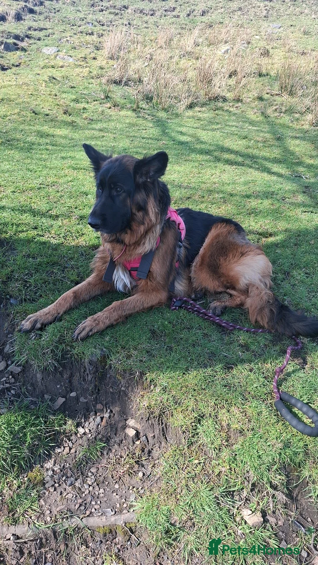 German Longhaired Pointer dogs for sale: 3 year old long hair german shepherd  in Rochdale - Advert 1