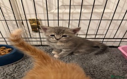 American Shorthair cats for sale: 4 stunning bsh x American short kittens avail - Image 1