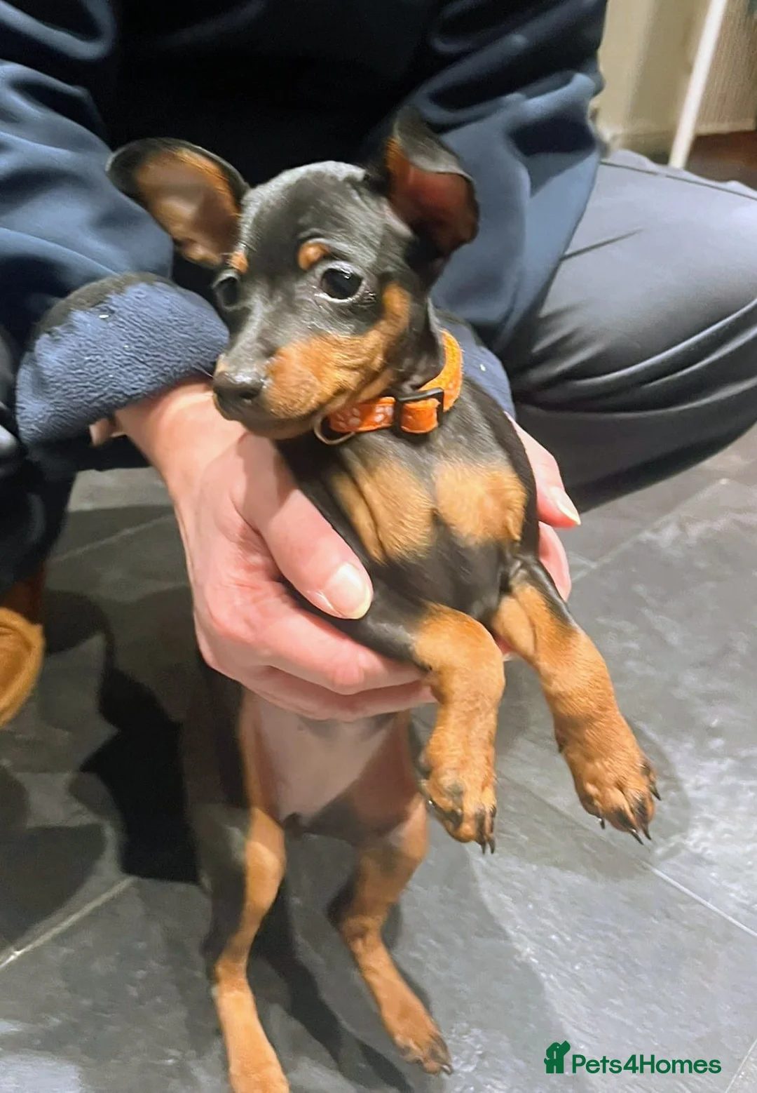 Miniature Pinscher dogs for sale: Miniature pinscher pups - Advert 4