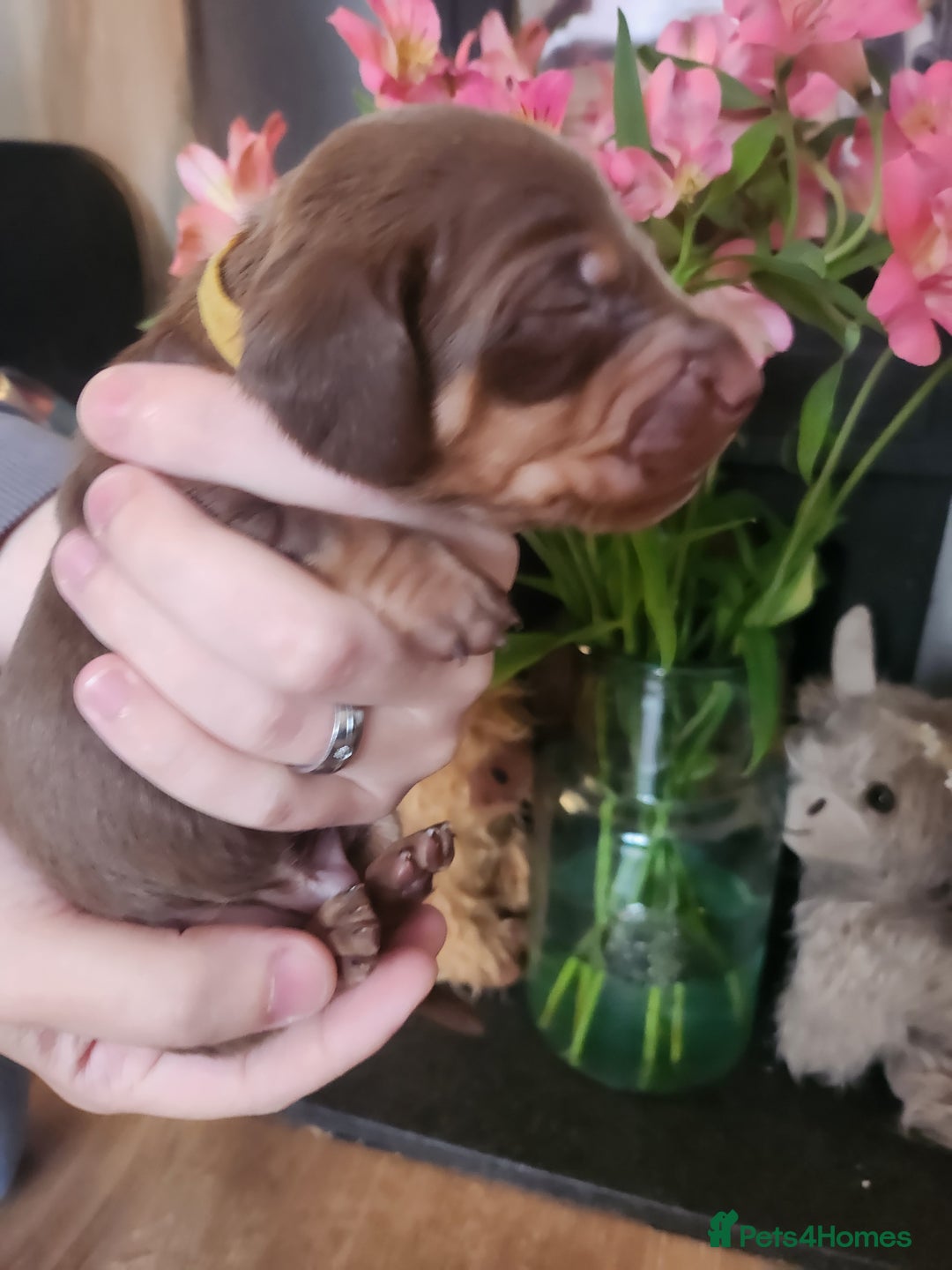 Miniature Dachshund dogs for sale: Chocolate and Tan mini dachshund  - Image 23