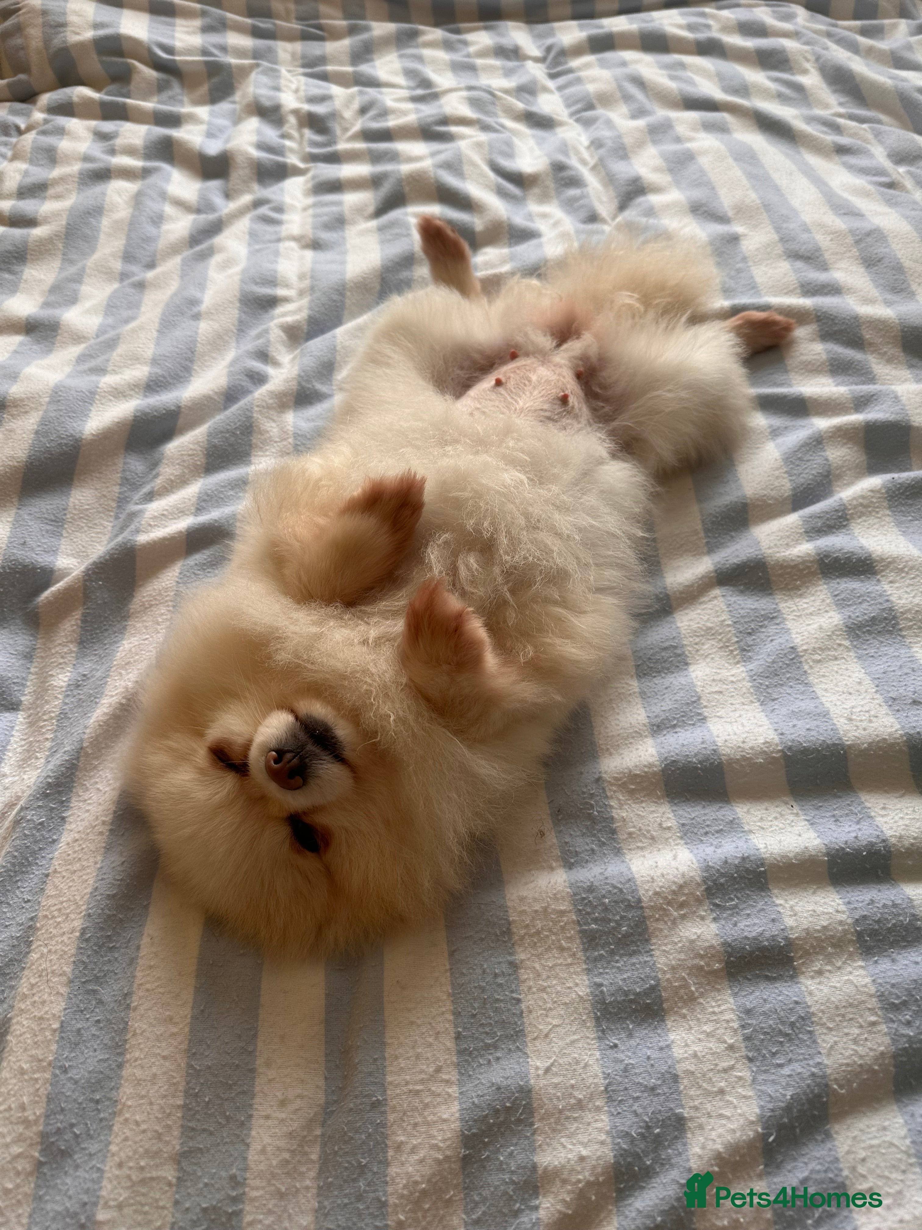Bella
