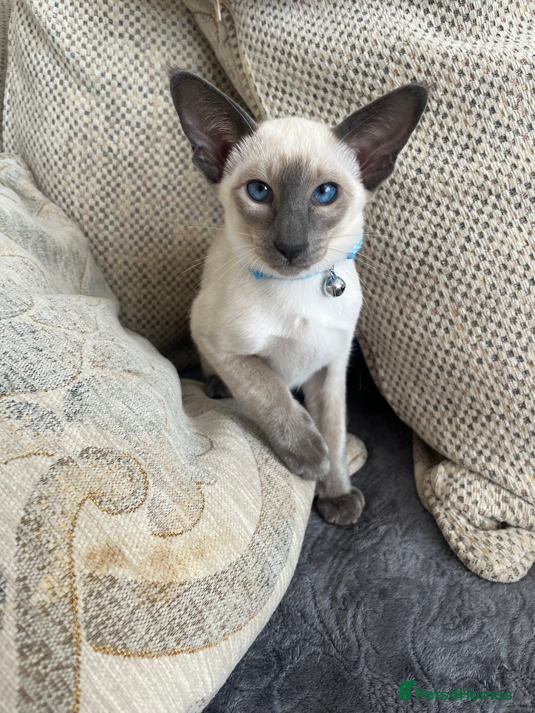 Siamese cats for sale: Stunning New Style Kittens GCCF - Image 8