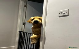Golden Retriever dogs for stud: Our Loveable Goof in Woking - Image 15