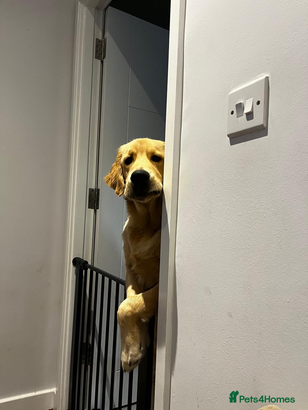 Golden Retriever dogs for stud: Our Loveable Goof in Woking - Image 15