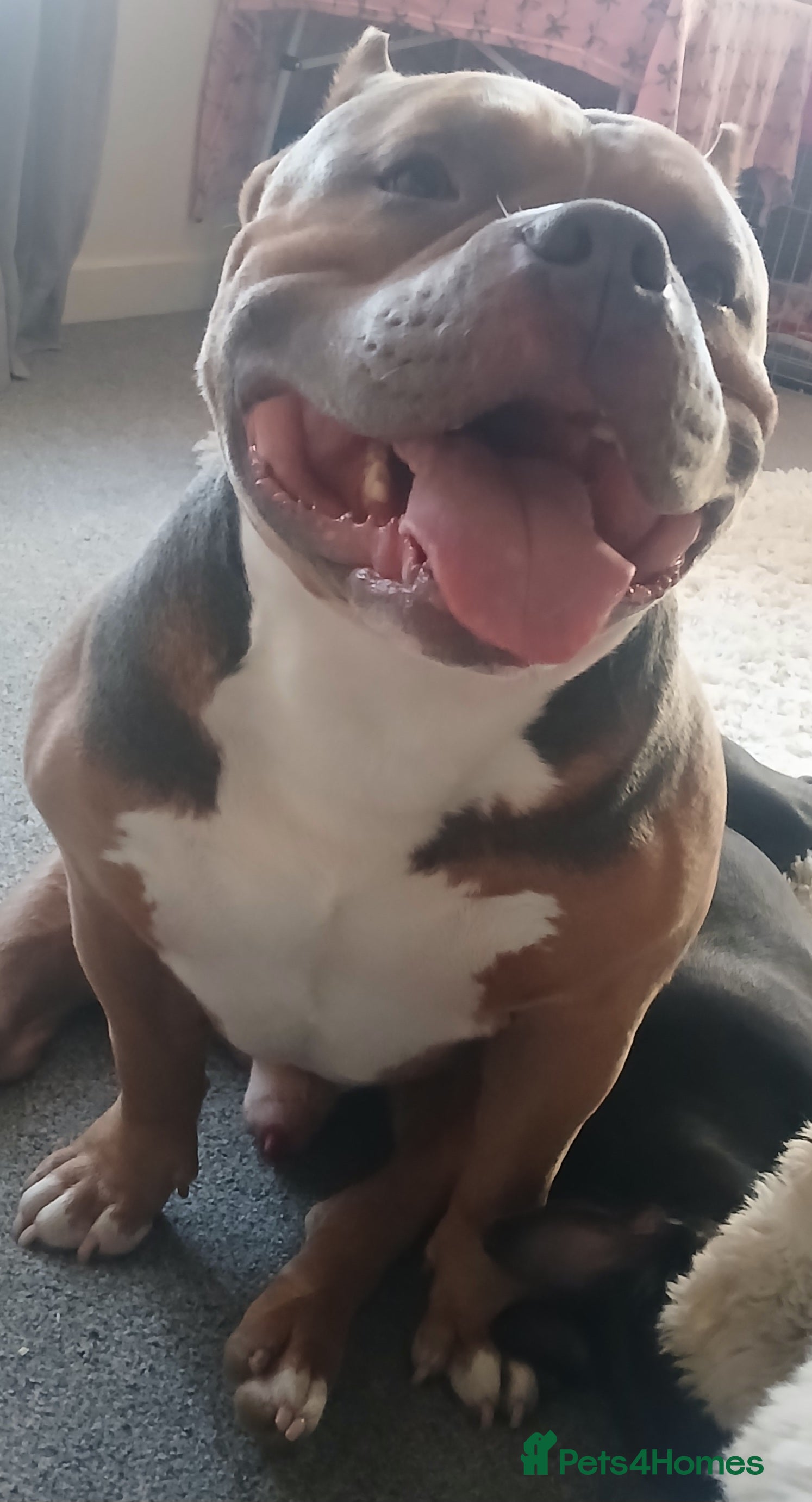 American Bully dogs Male pocket bully - Advert 1