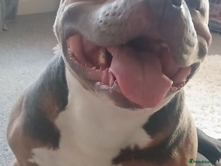 American Bully dogs Male pocket bully - Advert 10