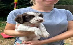 English Springer Spaniel dogs for sale: Kc Reg English Springer spaniel boys in Dorchester - Image 32