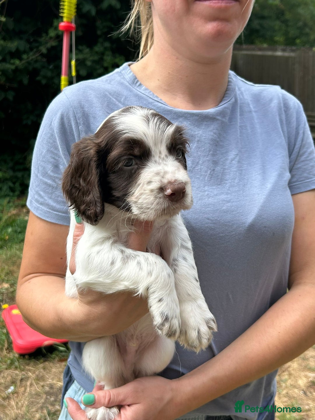 English Springer Spaniel dogs for sale: Kc Reg English Springer spaniel boys in Dorchester - Image 32