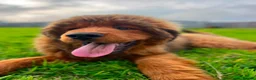 Tibetan Mastiff dogs for sale: World-Class Lion Head Tibetan Mastiff Puppies in Lanark - Advert 7