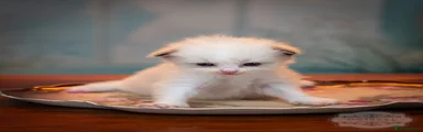 Ragdoll Kitten 3
