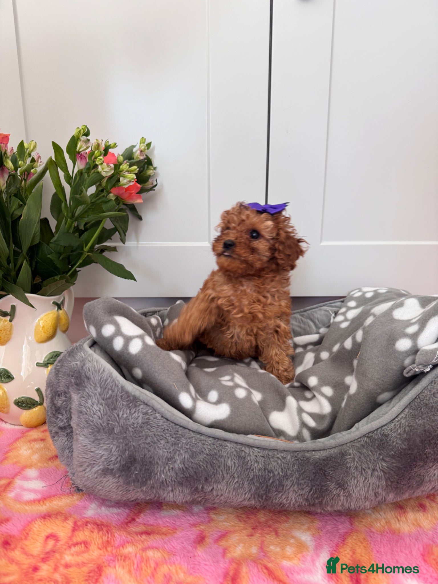 Cavapoo dogs REDUCED LAST 2 GIRLS - Advert 2