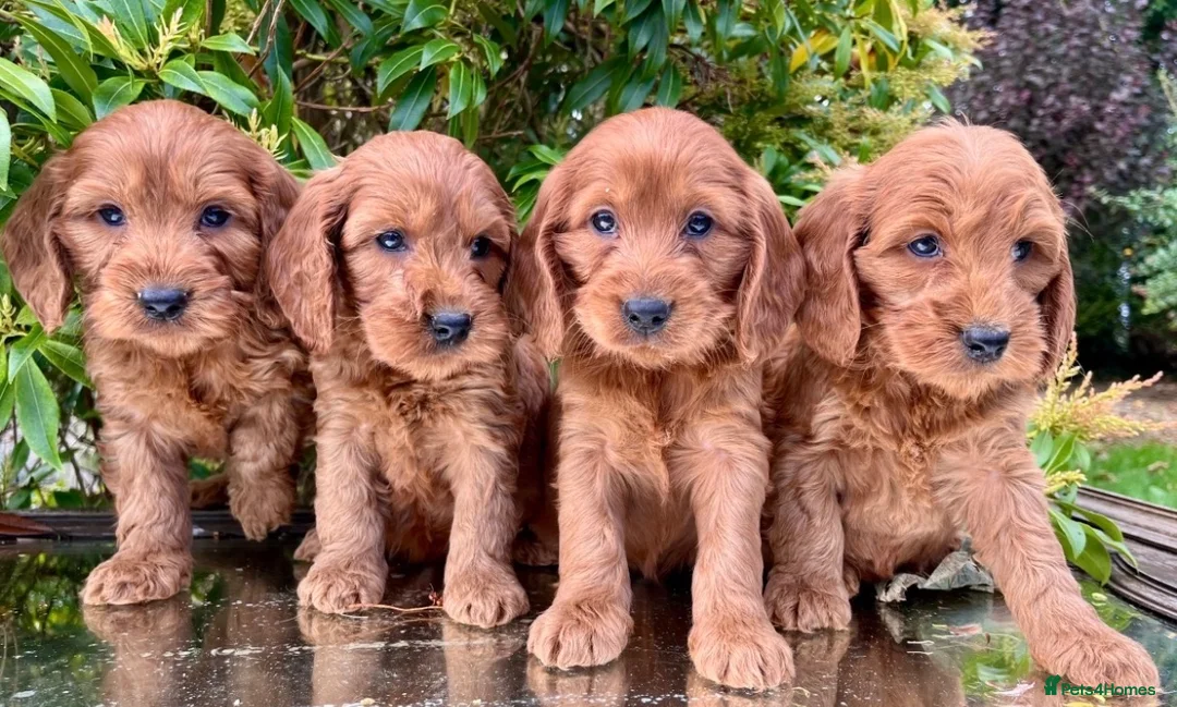 Cockapoo dogs for sale: Cockapoo - Advert 10