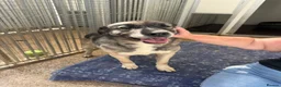Mixed Breed dogs for adoption: Tully is waiting for a family  - Advert 1