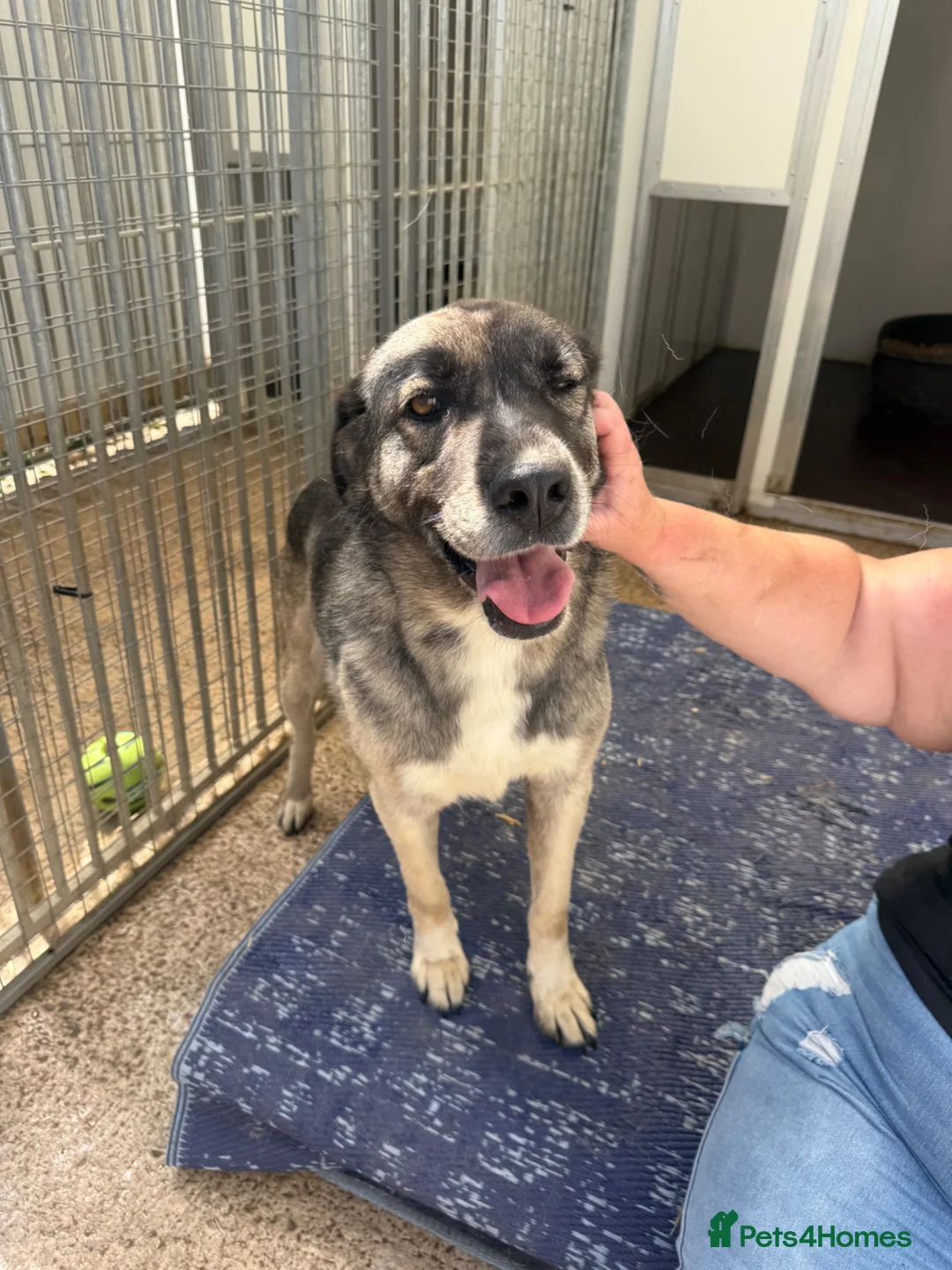 Mixed Breed dogs for adoption: Tully is waiting for a family  - Advert 1