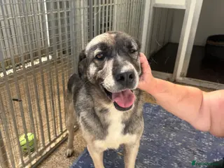 Mixed Breed dogs Tully is waiting for a family - Advert 2