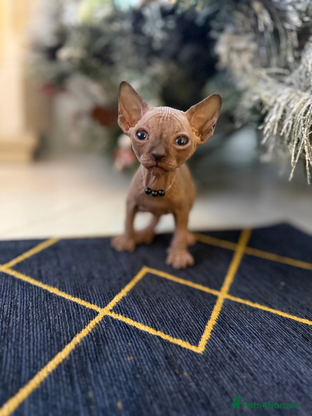 Sphynx cats for sale: Stunning Kittens!  - Advert 20