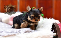 Yorkshire Terrier dogs for sale: BABY FACE DNA TESTED KC REG MINIATURE YORKIES - Image 11