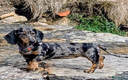 Dachshund dogs for sale: Black and tan silver dapple Daschund  - Image 4