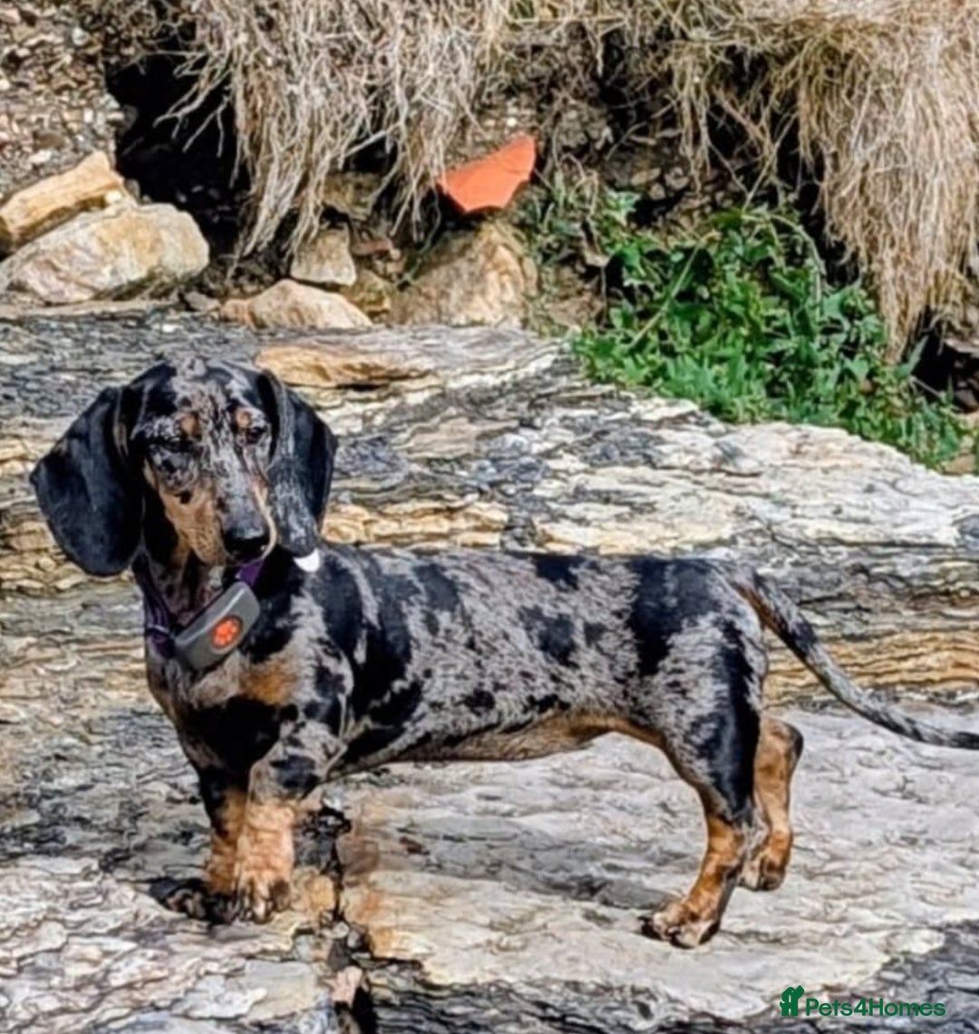 Dachshund dogs for sale: Black and tan silver dapple Daschund  - Image 4