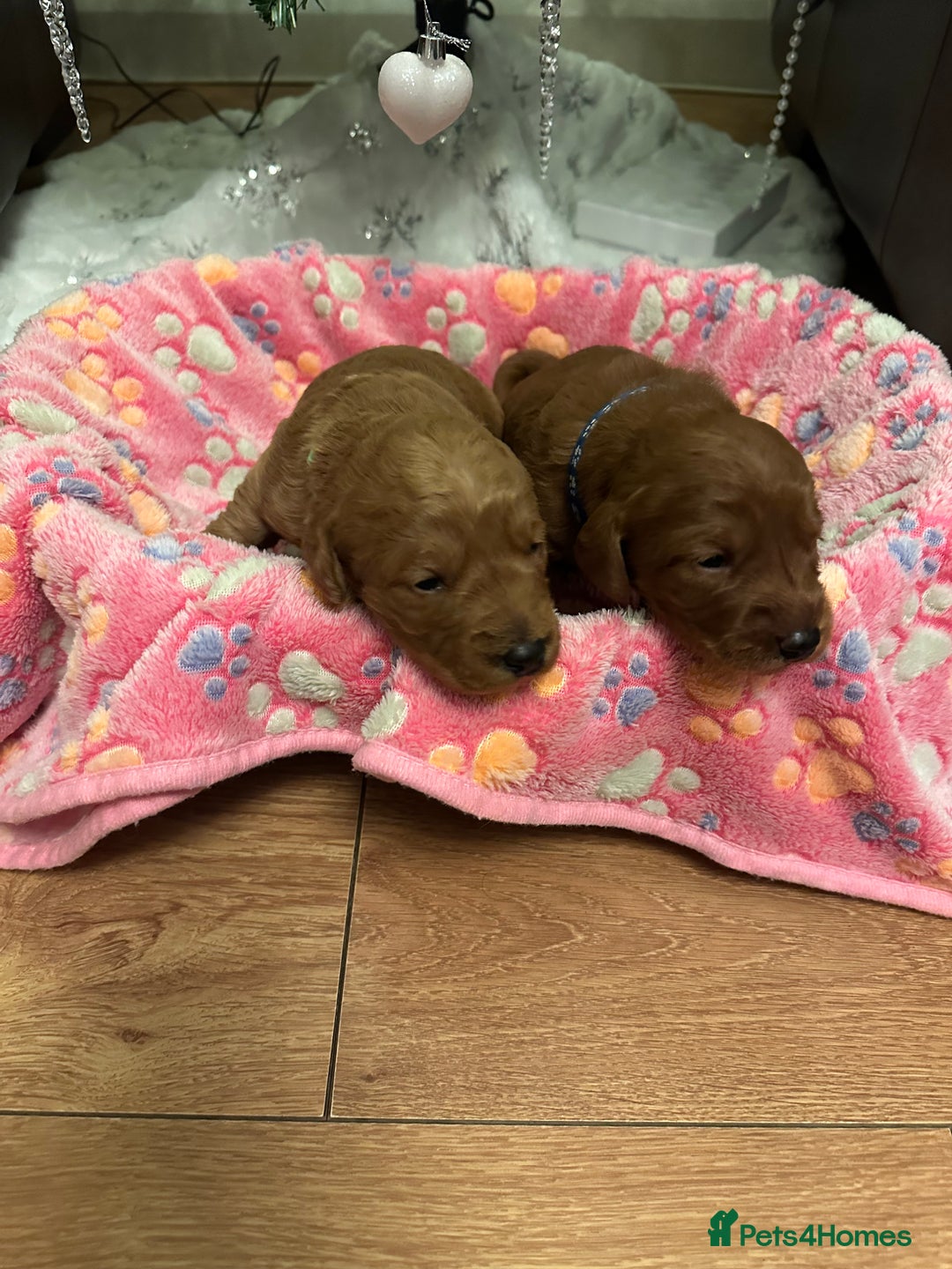 Labradoodle dogs for sale: Miniature F1 Labradoodles  - Advert 4