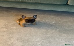 French Bulldog dogs for sale: Beautiful French fawn bulldog  - Image 5