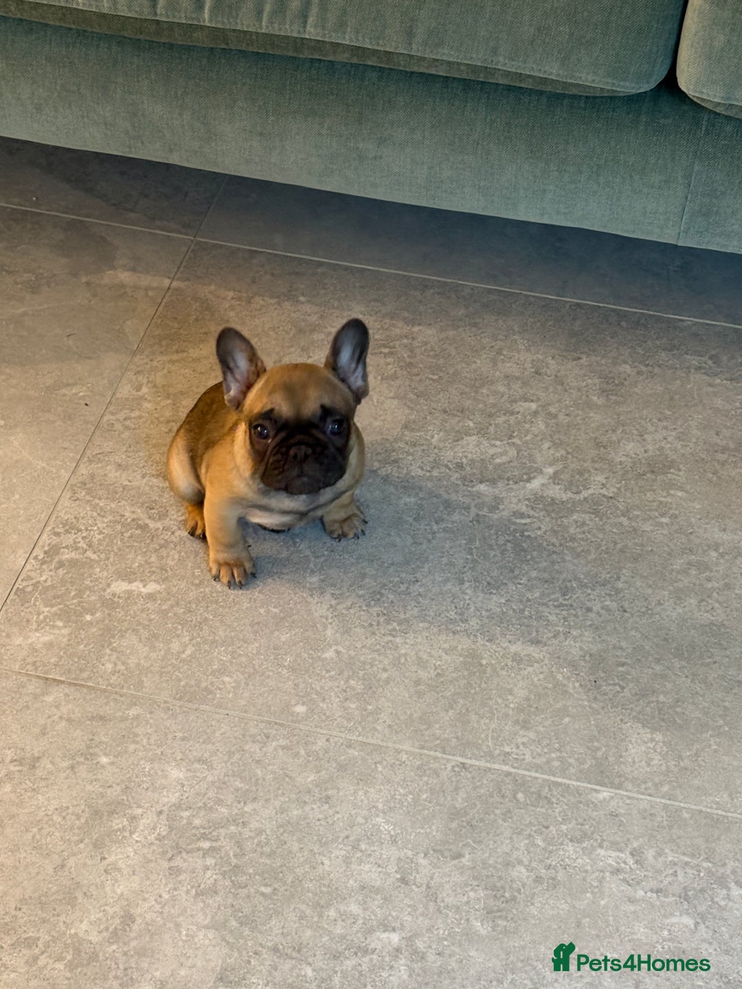 French Bulldog dogs for sale: Beautiful French fawn bulldog  - Image 5