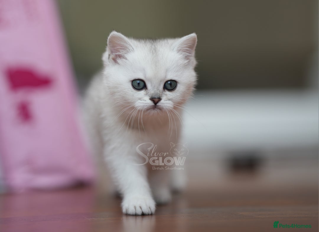 British Shorthair cats for sale: GCCF reg, BSH & BLH kittens in Coventry - Image 7