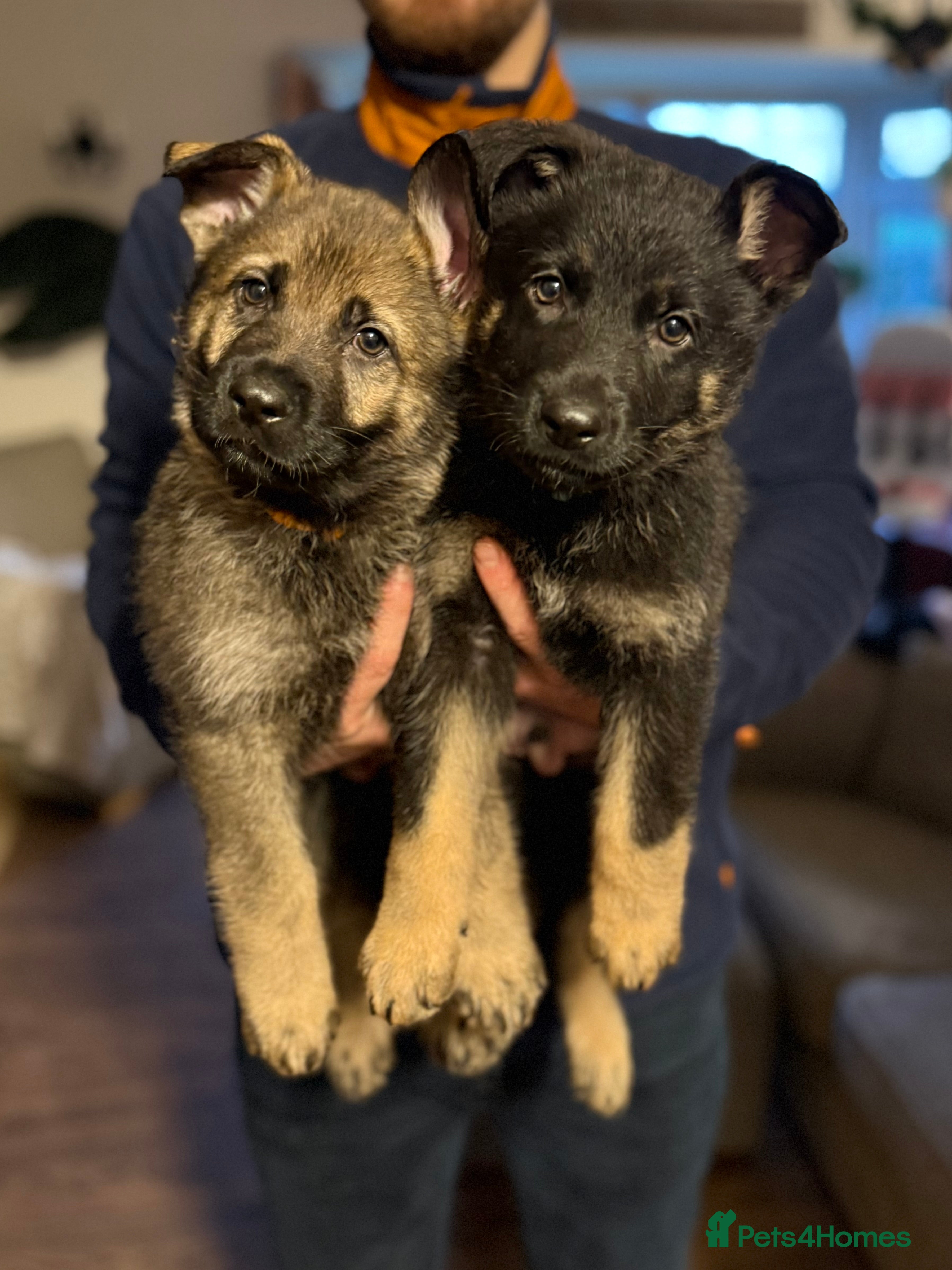 German Shepherd dogs Beautiful KC German Shepherd Puppies  - Advert 2