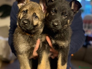 German Shepherd dogs Beautiful KC German Shepherd Puppies - Advert 2