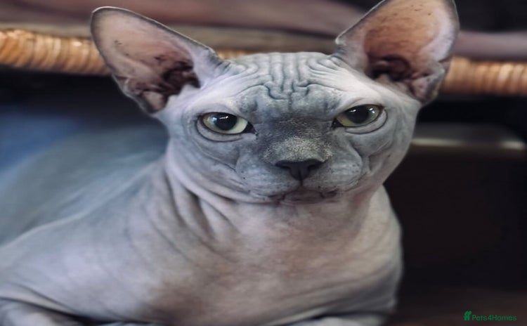 Sphynx cats - Advert 2